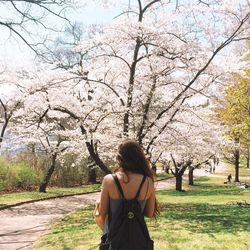 Bare trees in park