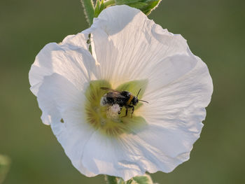Close-up of insect on white flower