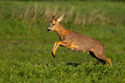 Side view of giraffe running on field