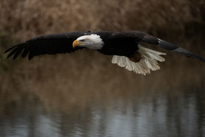 A trained bald eagle in flight. haliaeetus leucocephalus