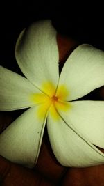 Close-up of yellow flower