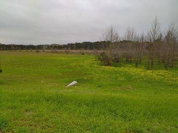 View of a bird flying over field