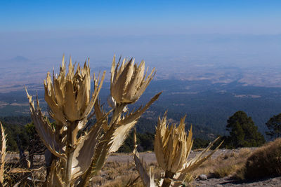 Close-up of cactus growing on field against sky