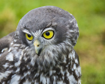 Owl with yellow eyes