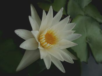 Close-up of white flower