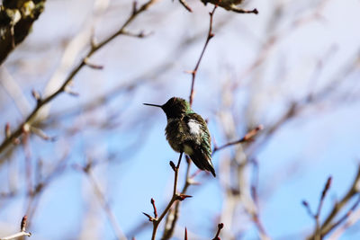 Low angle view of bird perching on branch