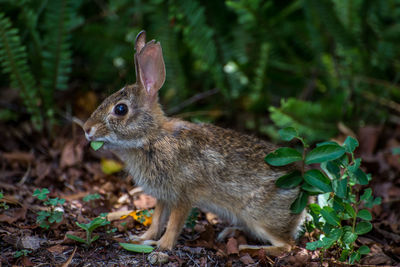Close-up of a rabbit on field