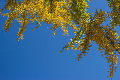 Low angle view of trees against clear blue sky