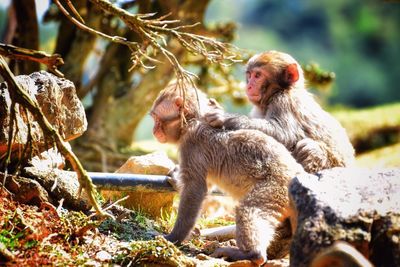 Close-up of monkey sitting on field