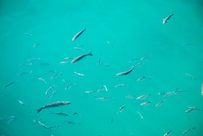 Fishes swimming in sea