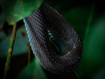 Close-up of snake