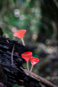 Close-up of red rose flower