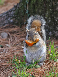Squirrel on field eating a walnut