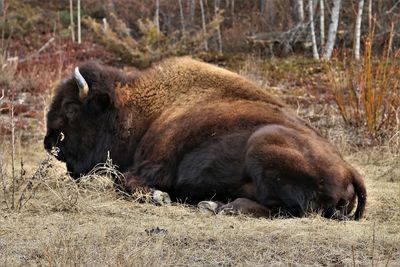 Horse resting on field