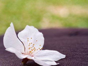 Close-up of white flowering cherry blossom in park