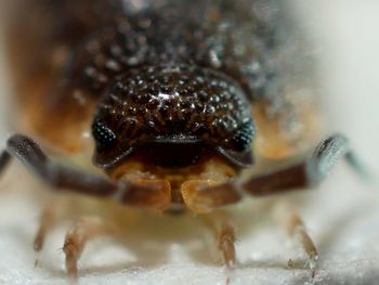 Macro shot of spider