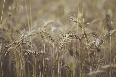 Close-up of stalks in field