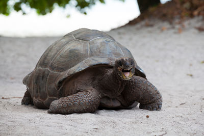 Close-up of turtle on beach