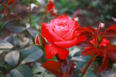 Close-up of red rose blooming outdoors