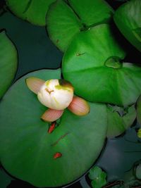 Close-up of green leaf