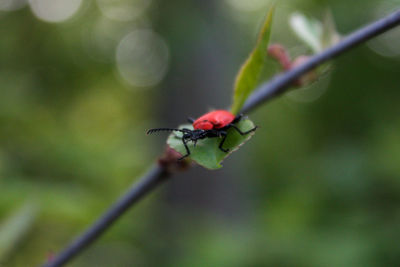 Close-up of insect on plant