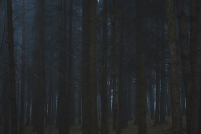 Panoramic shot of trees growing in forest