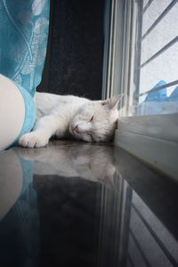 Low section of cat relaxing on window