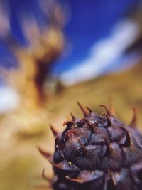 Close-up of plant against blurred background