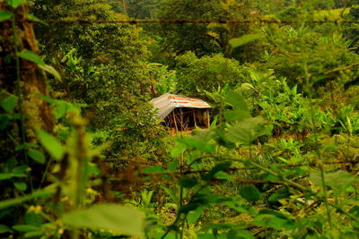 Ivy growing on tree by plants