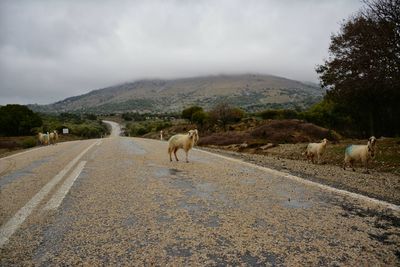 Sheep on road against sky