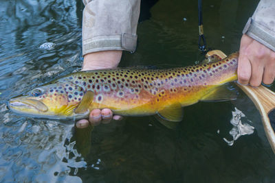 Close-up of hands holding fish