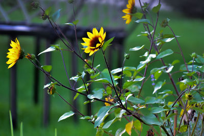Close-up of yellow flowering plant