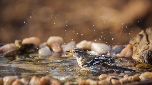 View of duck swimming in lake