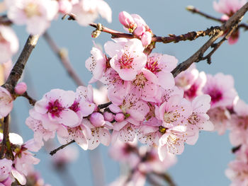 Close-up of pink flowers on branch