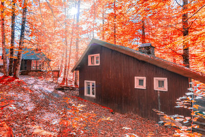 Autumn leaves on tree by house in forest