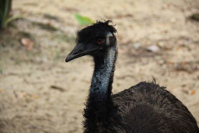 Close-up of a bird looking away