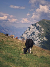 A cow grazing on a mountainside of the italian alps, lake garda. 