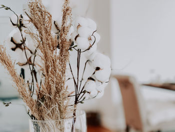 Close-up of white flowers in vase