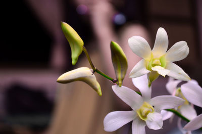 Close-up of white flowering plant