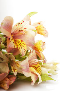 Close-up of flower bouquet against white background