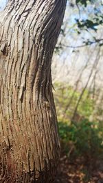 Close-up of tree trunk