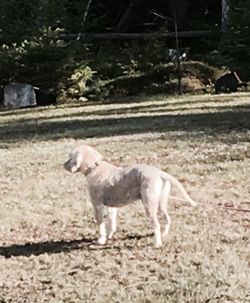Dog standing on field