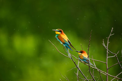 Bird perching on a branch