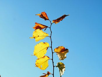 Low angle view of plant against clear blue sky