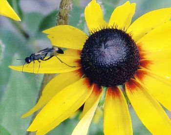 Close-up of sunflower