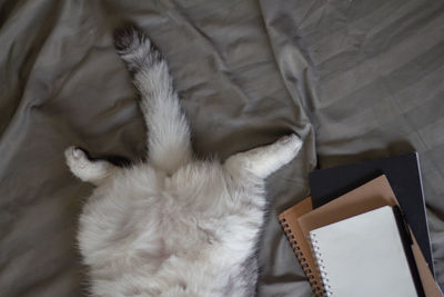 High angle view of cat lying on bed