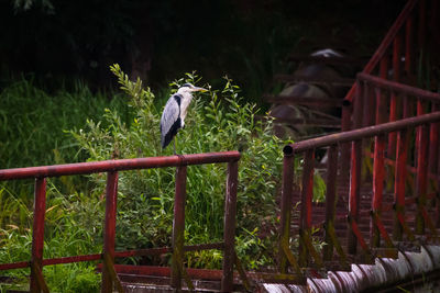 View of bird perching on railing