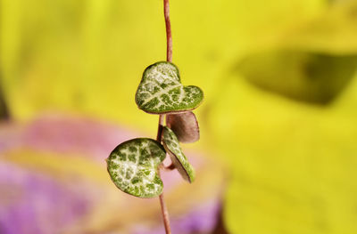  leaves of ceropegia woodii also called chain of hearts , evergreen plant 