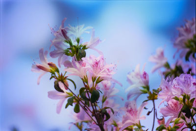 Close-up of pink flowers