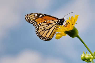 Close-up of butterfly pollinating on yellow flower